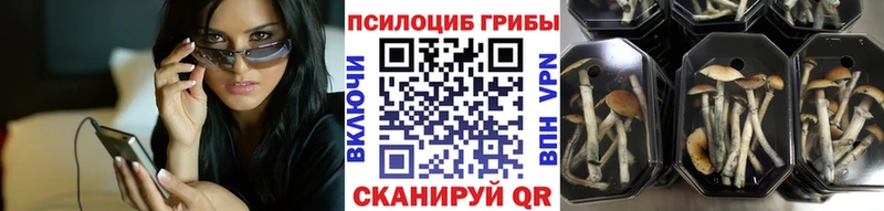 Псилоцибиновые грибы Cubensis  закладки  Смоленск 